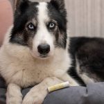 Воск защитный для любимых лап "Снегоступ" Pure Perm, 5мл — изображение 3