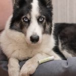 Крем питательный для любимых лап "Мягколап" Pure Perm, 5мл — изображение 3