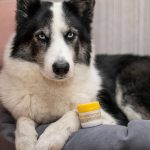 Воск защитный для любимых лап "Снегоступ" Pure Perm, 40мл 3 штуки — изображение 3