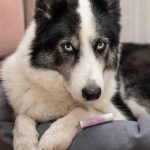 Крем лечебный для любимых лап "Лапоспас" Pure Perm, 5 мл — изображение 3